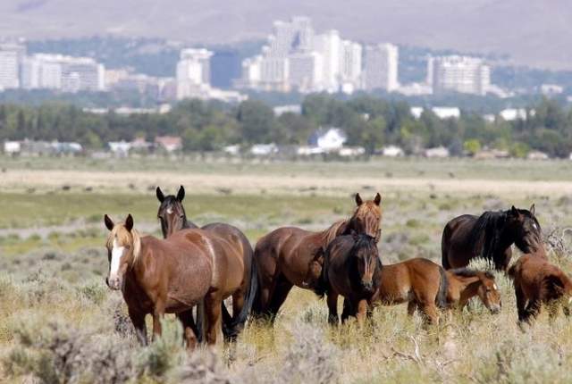 Mustangs